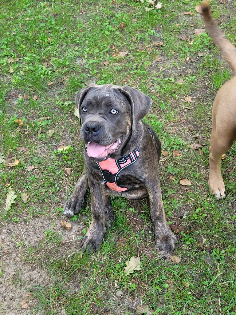 Des Fripons Des Trois Rivieres - Les bb grandissent 