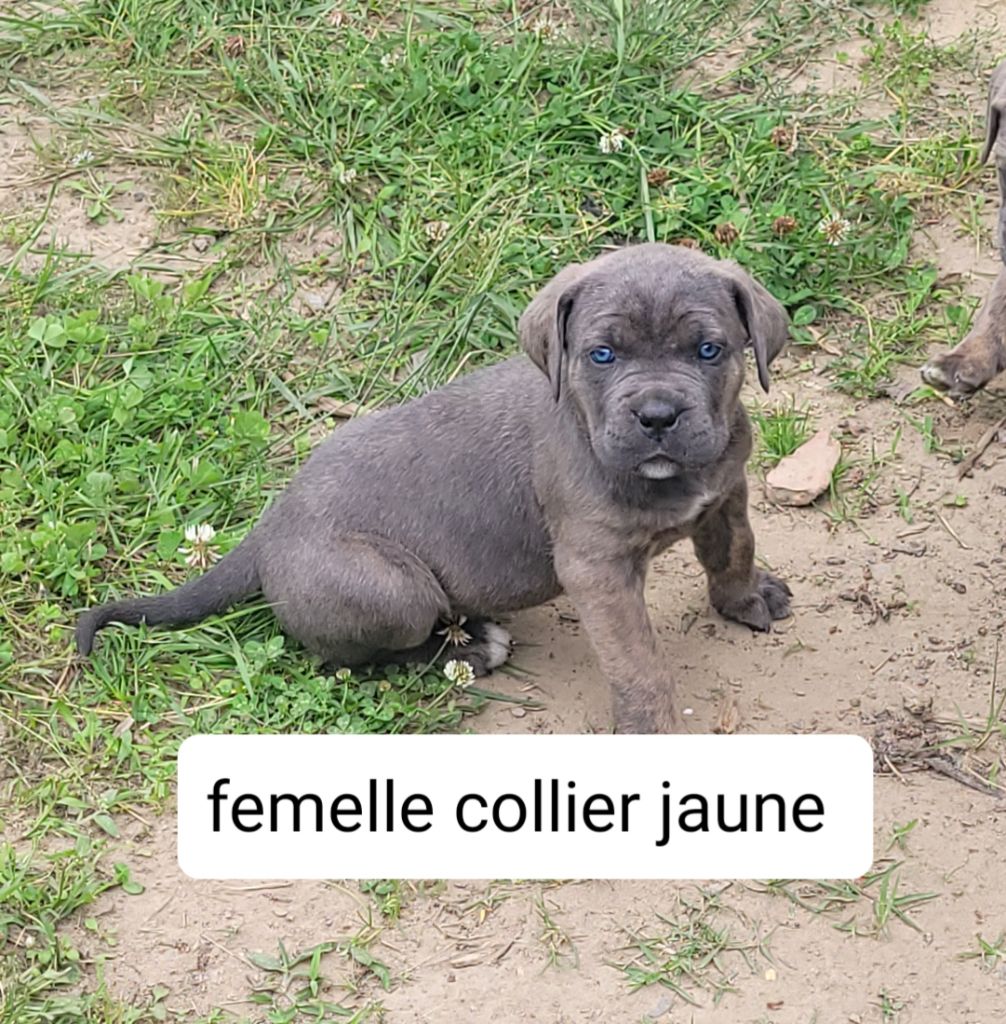 Des Fripons Des Trois Rivieres - Chiots disponibles - Cane Corso