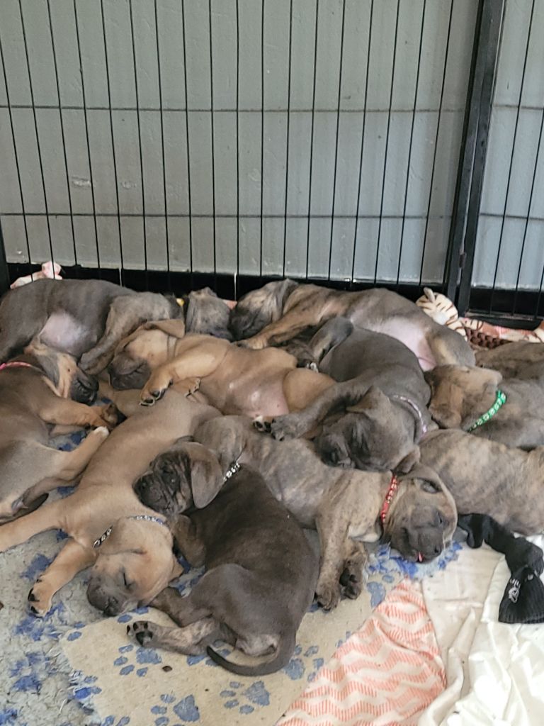 Chiot Cane Corso Des Fripons Des Trois Rivieres
