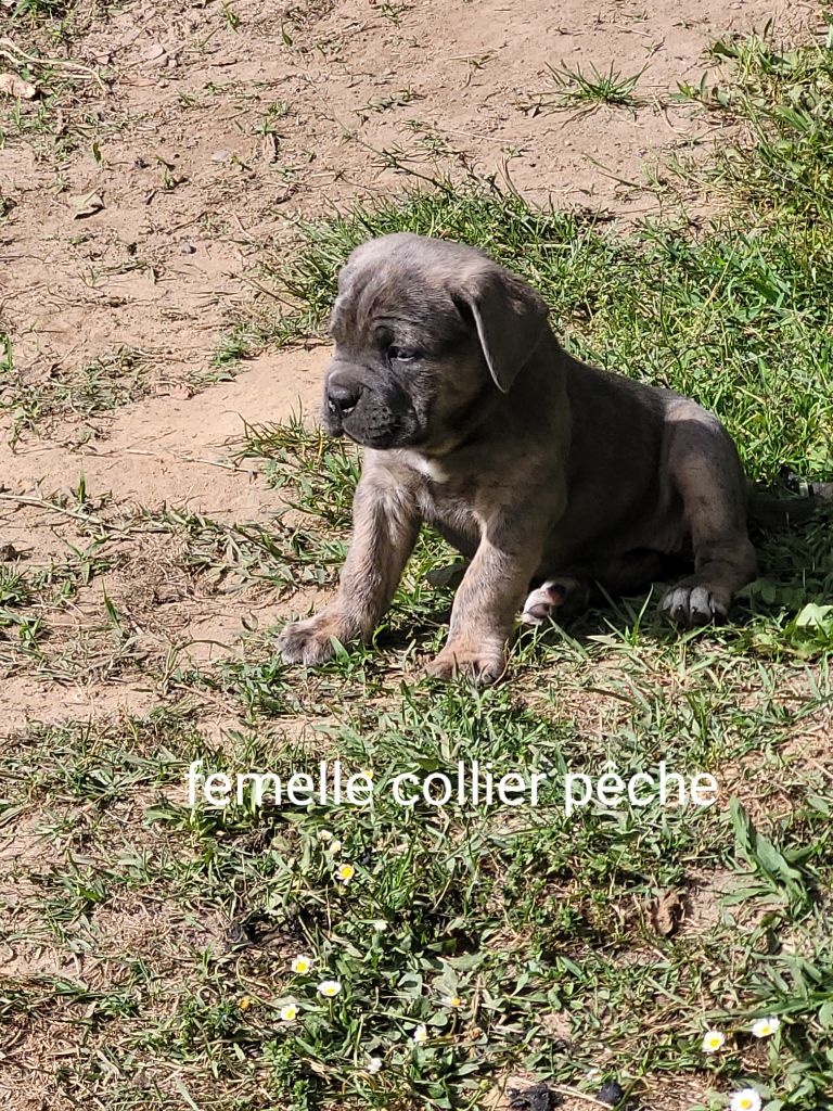 Des Fripons Des Trois Rivieres - Chiots disponibles - Cane Corso