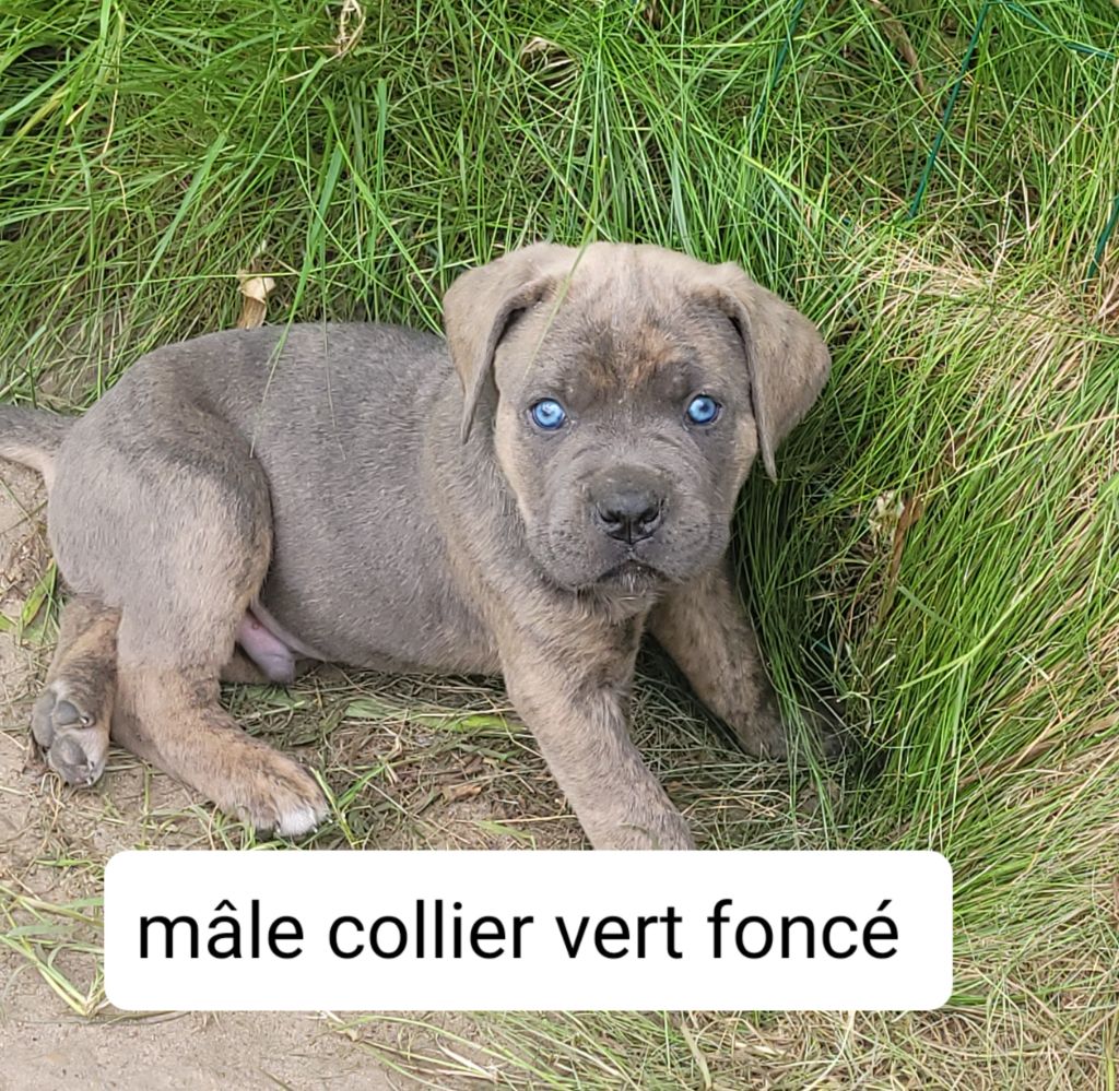 Des Fripons Des Trois Rivieres - Chiots disponibles - Cane Corso